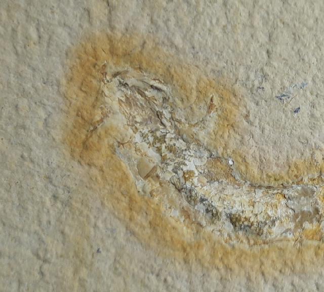 Leptolepides sprattiformis (BLAINVILLE 1818) - Bild &copy; FossNet FossilienStore